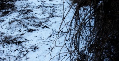 В ночь на понедельник в Таловском районе выпал снег
