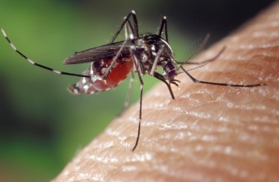 Роспотребнадзор дал воронежцам рекомендации по профилактике укусов комаров