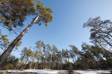 Воронежской области придется найти дополнительные 30 млн рублей на лес