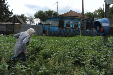 Воронежцев предупредили о нашествии сорняка, вызывающего сильную аллергию