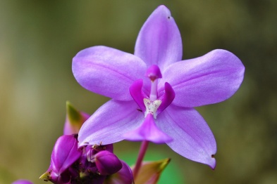 В Воронеже Россельхознадзор уничтожил прилетевшую из Германии орхидею