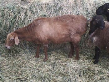 В Богучарском районе бывший пастух украл и перепродал 8 овец