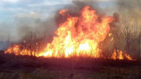 В Рамонском районе у деревни Кривоборье выгорело 5 га сухой травы