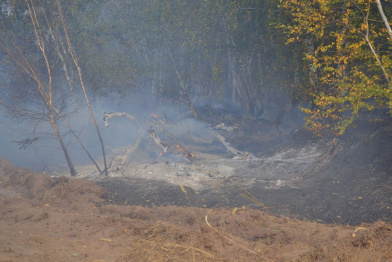 На восстановление сгоревшего леса в Лискинском районе понадобится 2 года