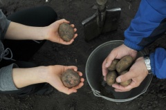 Воронежская область стала лидером картофельного рейтинга страны