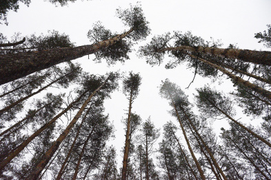 В Северном лесу в Воронеже вырубят почти 5 тыс деревьев