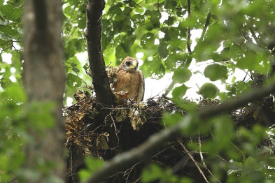 В Воронежском заповеднике появились 2 птенца орла-карлика