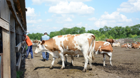 Острогожские фермеры получили на развитие животноводства более 59 млн рублей