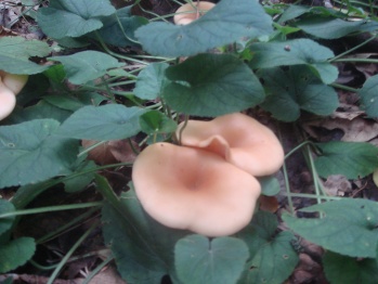 В Хохольском районе из-за обильных дождей выросли осенние грибы