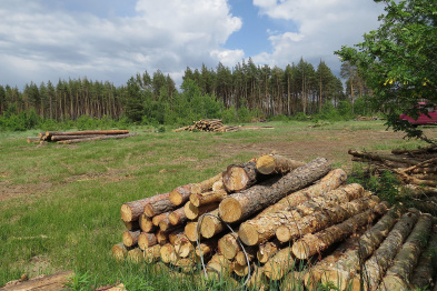 В Воронеже прошла форсайт-сессия о малотоннажной деревообработке в лесном хозяйстве