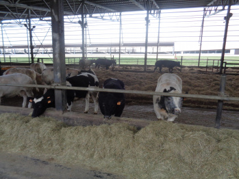В Воронежскую область с начала 2018 года ввезли более 17 тыс коров из-за границы