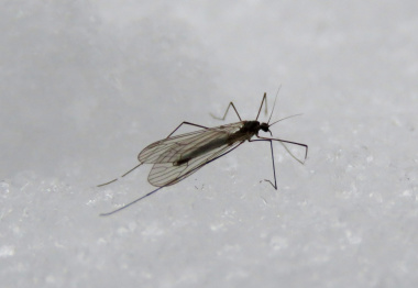 В Хоперском заповеднике в январе появились комары