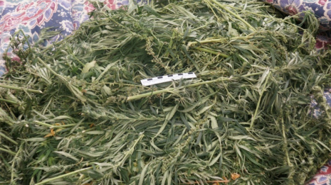 В Воронежской области на чердаке подгоренца нашли 800 грамм марихуаны