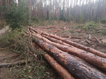 Департамент природных ресурсов и экологии объяснил вырубку в Северном лесу Воронежа