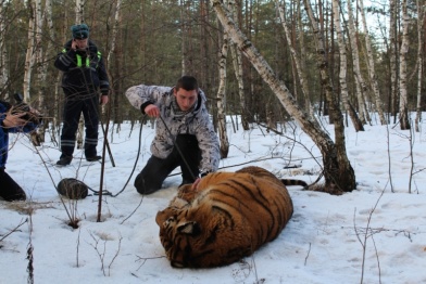 Росприроднадзор поверит инцидент со сбежавшим в Воронеже тигром