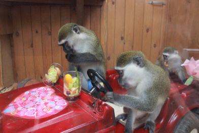  В Воронежском зоопарке в День святого Валентина устроили свидание мартышкам