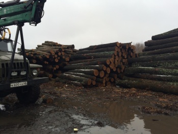  В Воронежской области 3 дровосеков отправятся в колонию за вырубку 150 дубов