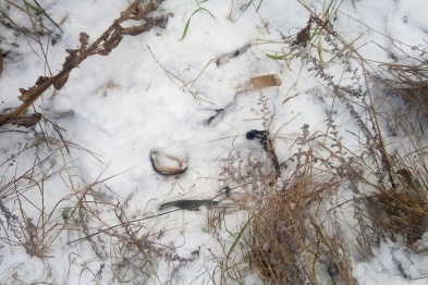 В Воронежском заповеднике браконьер попался во время охоты на лис