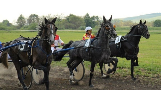В Нововоронеже состоялся первый конно-спортивный праздник