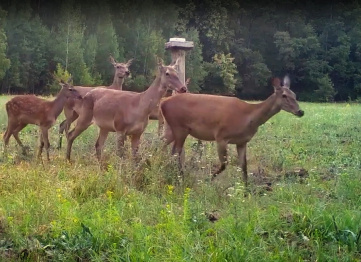 Воронежский заповедник показал видео с подросшими оленятами