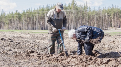 В Лисках на месте сгоревшего леса высадили 16,5 тыс саженцев белой акации