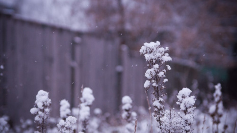 Оставшиеся дни новогодних праздников в Воронеже будут снежными и морозными