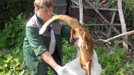 В Нижнедевицком районе выявили пятый с начала года случай бешенства у лис