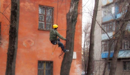 В Воронеже альпинист спас кошку с верхушки 12-метрового дерева