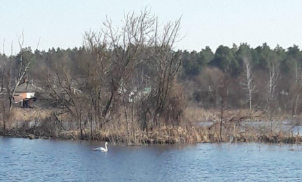 На лебединое озеро под Воронежем вернулись обитатели
