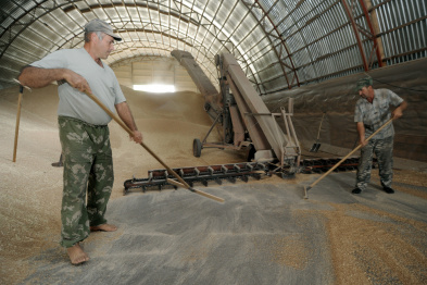 Воронежская область экспортировала сельхозпродукцию на 497 млн долларов за год