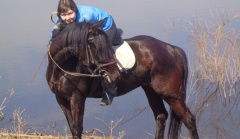 В семилукском селе неизвестный автомобилист сбил лошадь с наездницей