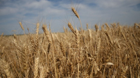 Аграрии Воронежской области собрали первый миллион тонн зерна