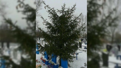 В Воронежской области неизвестный срубил верхушку ели на кладбище