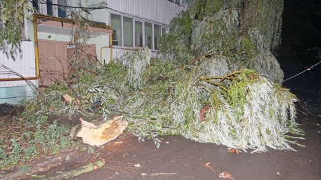 В Боброве жильцы многоквартирного дома остались без света из-за упавшего дерева