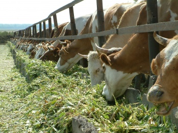 Израиль подтвердил готовность реализации проекта в молочном животноводстве под Воронежем