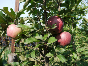 В Воронежской области появится яблоневый сад суперинтенсивного типа