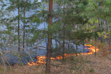 В Лискинском районе загорелся лес площадью 30 га