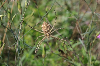В Воронежском заповеднике впервые заметили редкого паука