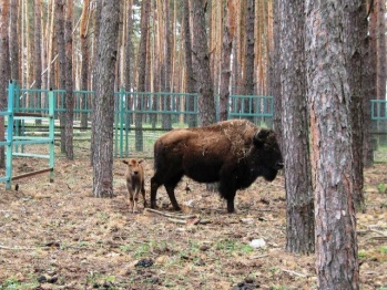 В Воронежском зоопитомнике «Червленый Яр» у пары бизонов родился детеныш