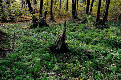 В лесничествах Воронежской области обследуют 1,6 тыс га под посадку 
