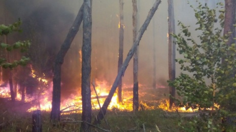 На выходных в Воронежской области объявили желтый уровень опасности лесных пожаров 
