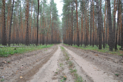 Губернатор попросил ускорить оформление земель для зеленого пояса Воронежа