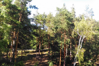 Воронежская область использовала 53% суммы федеральных субсидий на сохранение лесов