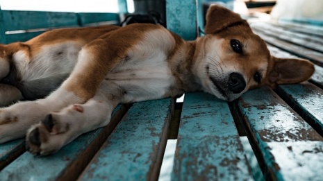 В россошанском селе объявили карантин по бешенству из-за щенка