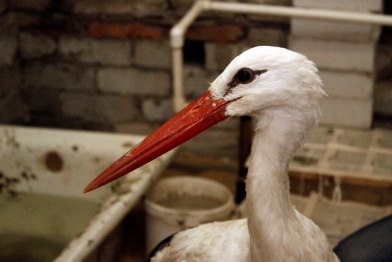 В Воронежском зоопарке из-за эпидемии уничтожат всех птиц