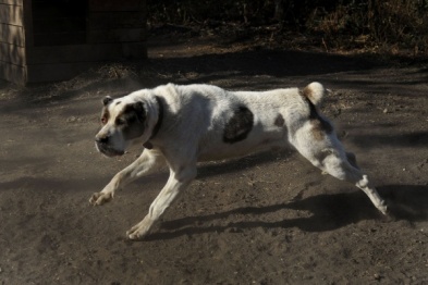 Воронежский «ЛИСКО-Бройлер» оштрафовали за бездомных собак на площадке по утилизации