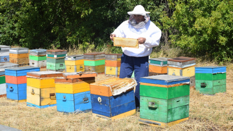 Пасечники из 6 районов создали областной пчеловодческий кооператив «Воронежские пасеки»