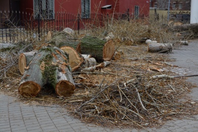 В центре Воронежа срубили 92 аварийных дерева за месяц