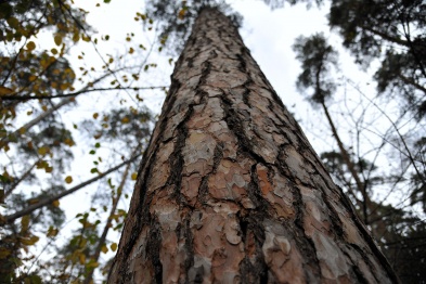 Воронежцев пригласили к участию в фотоконкурсе «Деревья – памятники живой природы»
