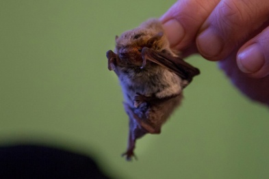 В Воронежском заповеднике нашли новый вид летучей мыши